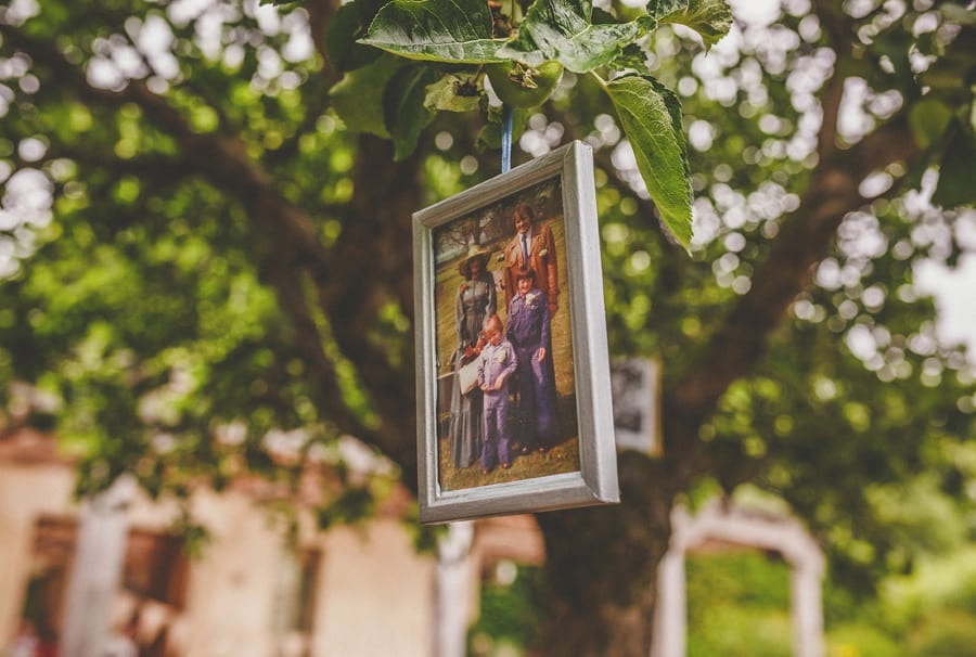 A photograph hangs from a branch on the tree