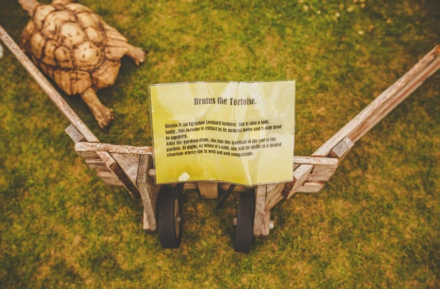 Brutus the tortoise at Abbey House Gardens