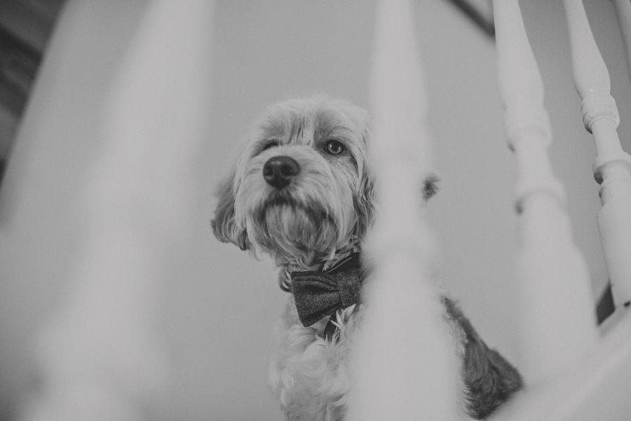 The bride and grooms dog sits on the staircase
