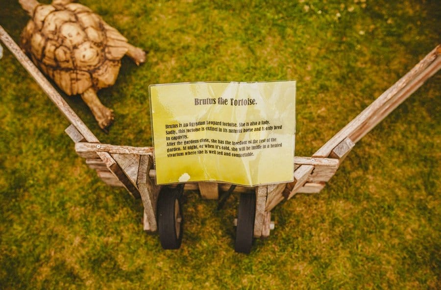 Brutus the tortoise at Abbey House Gardens